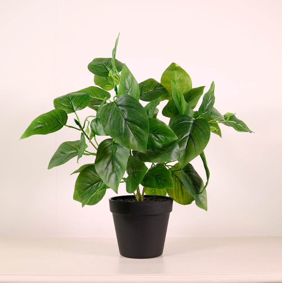 Potted Jade Pothos Arrangement (Large)