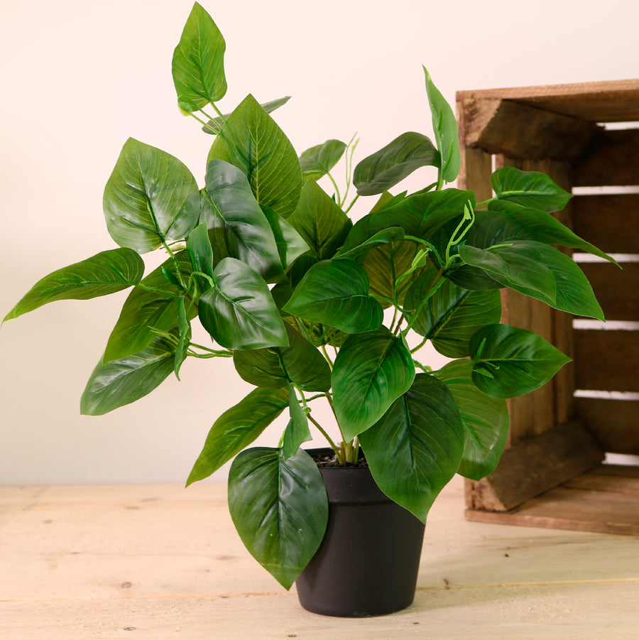 Potted Jade Pothos Arrangement (Large)