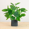 Potted Nerve Plant Arrangement (Large)