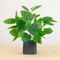 Potted Nerve Plant Arrangement (Large)