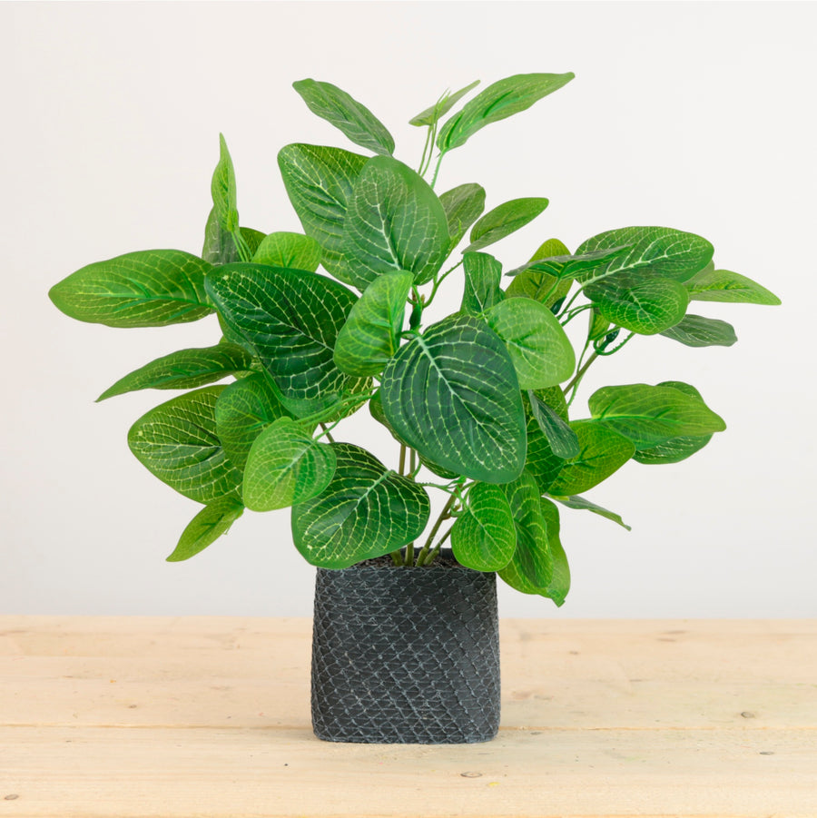 Potted Nerve Plant Arrangement (Large)