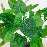 Potted Nerve Plant Arrangement (Large)