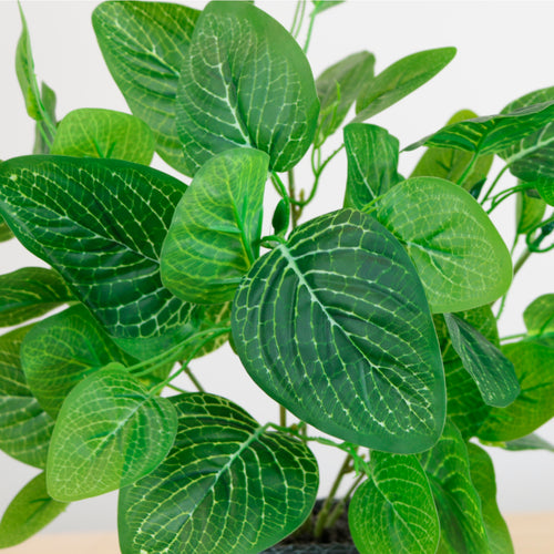 Potted Nerve Plant Arrangement (Large)