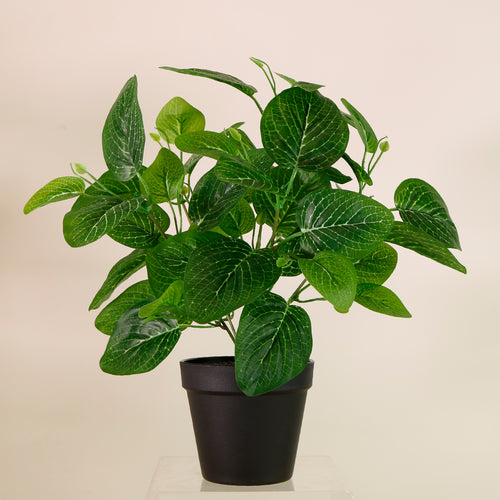 Potted Nerve Plant Arrangement (Large)