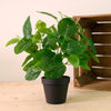 Potted Nerve Plant Arrangement (Large)