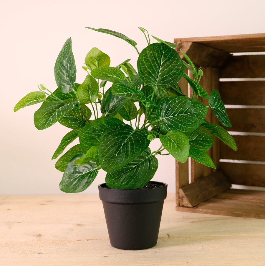 Potted Nerve Plant Arrangement (Large)