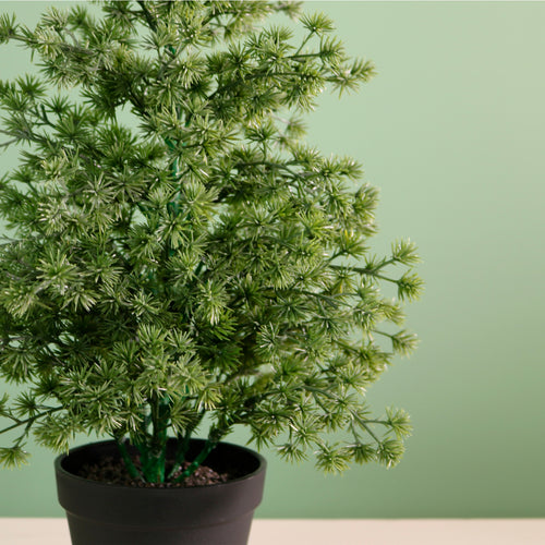 Potted Mini Spikey Tree (47cm)