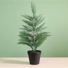 Potted Mini Conifer Tree (48cm)