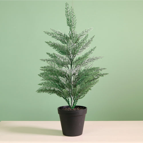 Potted Mini Conifer Tree (48cm)
