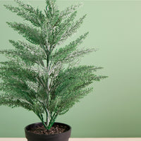 Potted Mini Conifer Tree (48cm)
