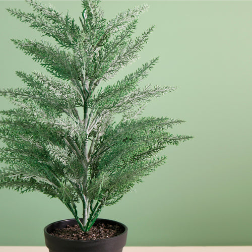 Potted Mini Conifer Tree (48cm)