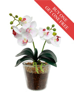 Buy One Get One Free - mini Phalaenopsis Orchid Arrangement