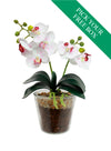 Buy One Get One Free - mini Phalaenopsis Orchid Arrangement