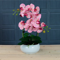 Timeless Orchid Arrangement