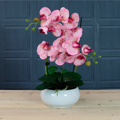 Timeless Orchid Arrangement
