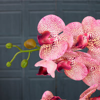 Timeless Orchid Arrangement