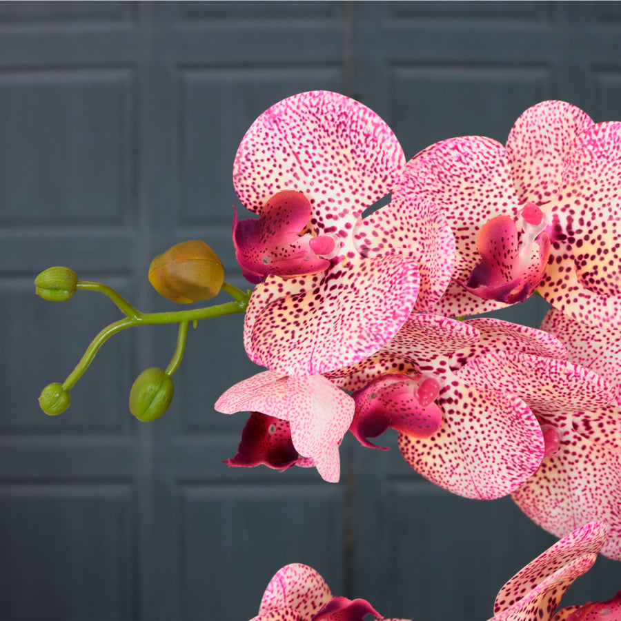 Timeless Orchid Arrangement
