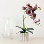 Phalaenopsis Arrangement (8 Flowering Head)