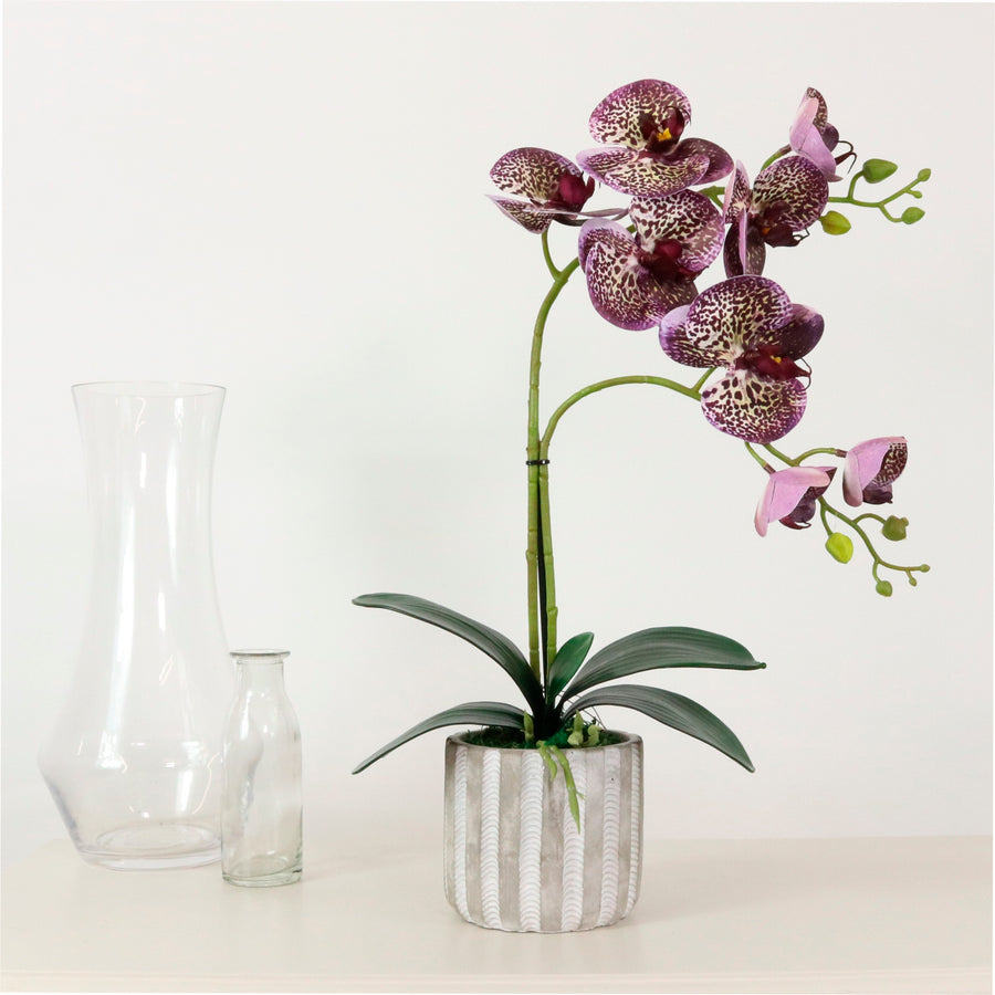 Phalaenopsis Arrangement (8 Flowering Head)
