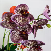 Phalaenopsis Arrangement (8 Flowering Head)