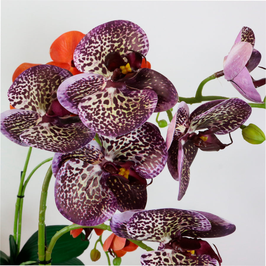 Phalaenopsis Arrangement (8 Flowering Head)