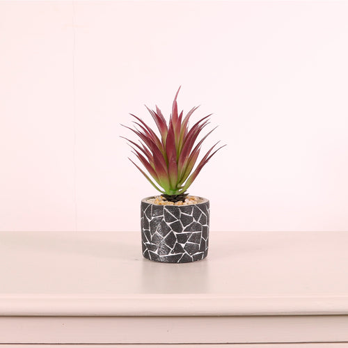 Succulent 046 Arrangement