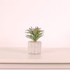 Succulent 047 Arrangement