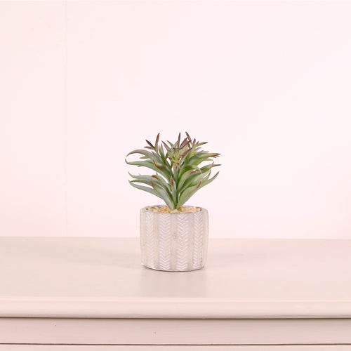 Succulent 047 Arrangement