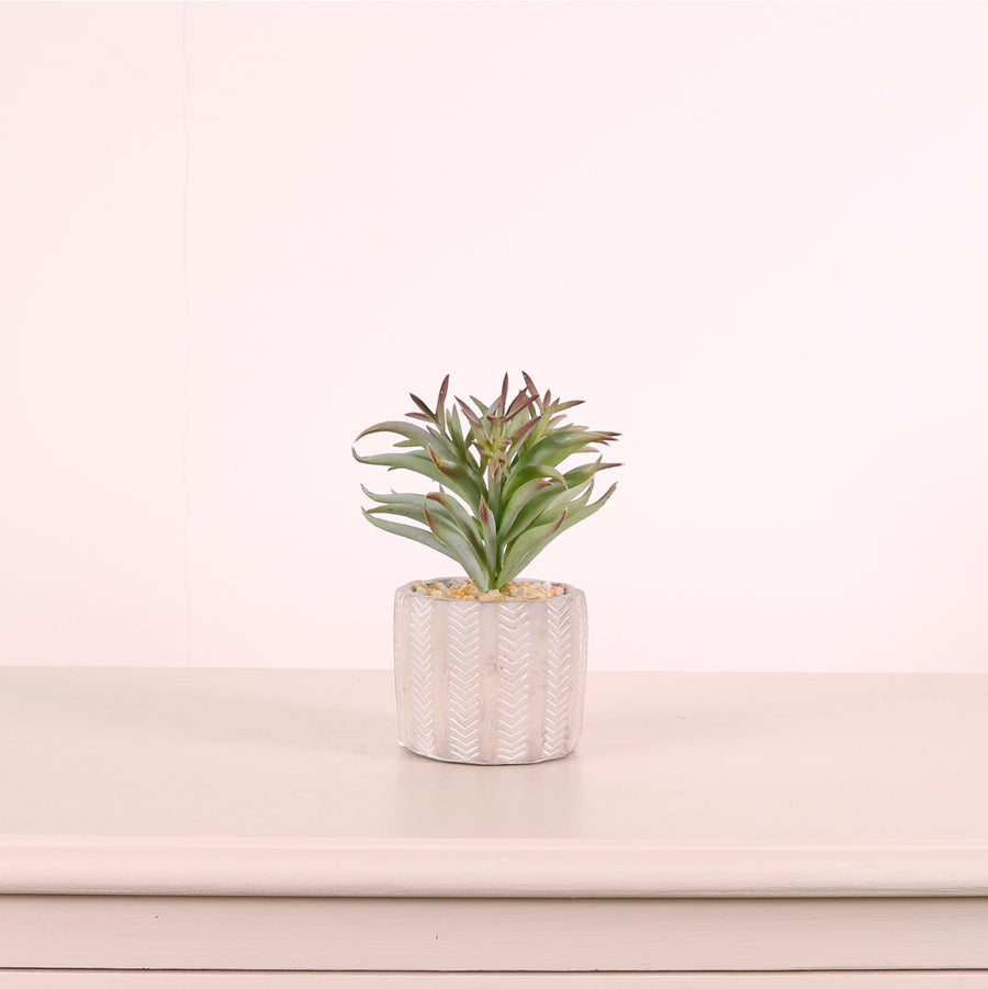 Succulent 047 Arrangement