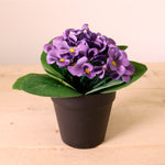 African Violet Arrangement