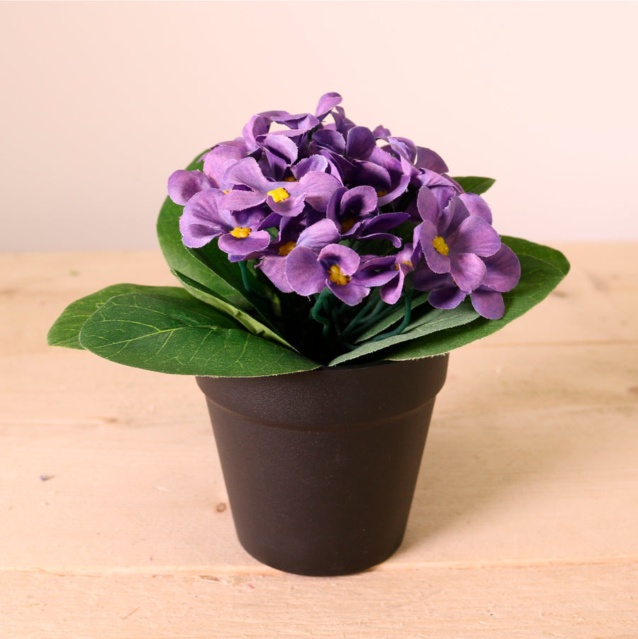 African Violet Arrangement