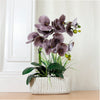 Phalaenopsis In Oblong Pot Arrangement
