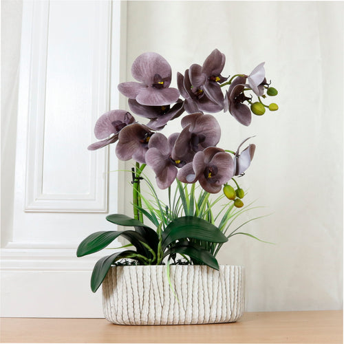 Phalaenopsis In Oblong Pot Arrangement