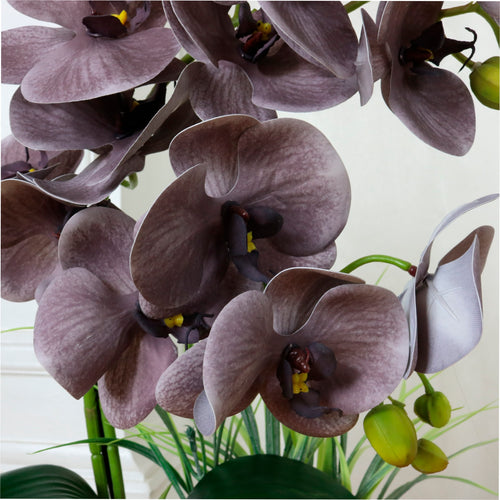 Phalaenopsis In Oblong Pot Arrangement