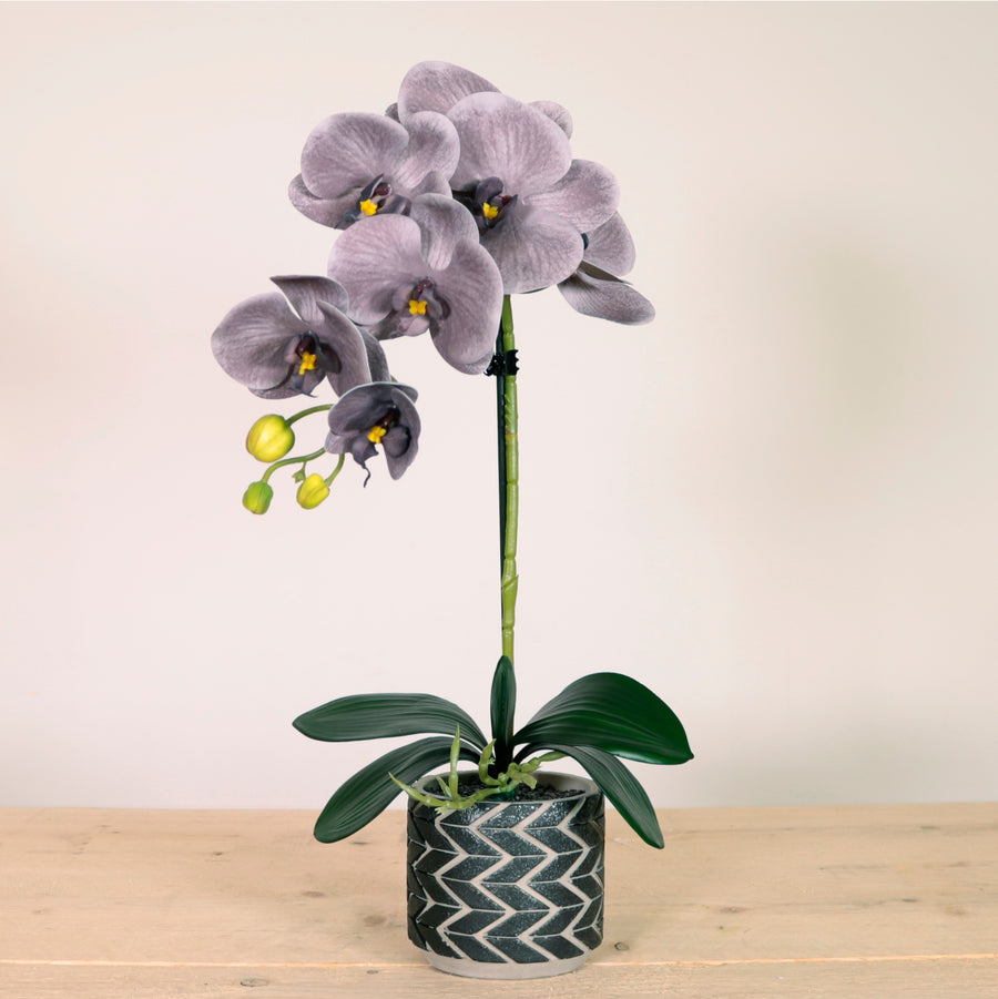 Single Potted Phalaenopsis Arrangement