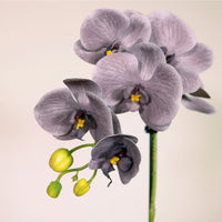 Single Potted Phalaenopsis Arrangement