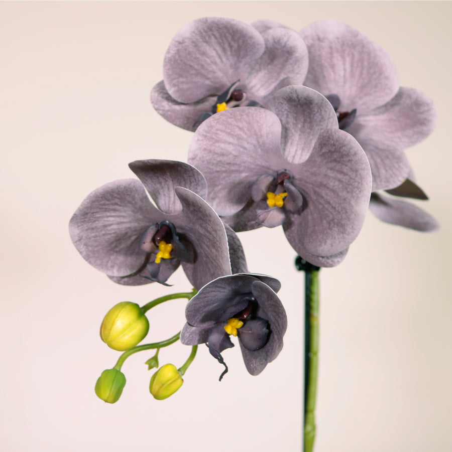 Single Potted Phalaenopsis Arrangement