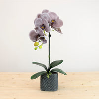 Single Potted Phalaenopsis Arrangement