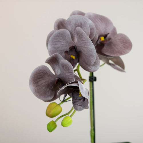Single Potted Phalaenopsis Arrangement