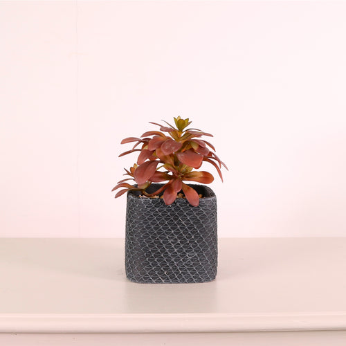 Succulent 035 Arrangement