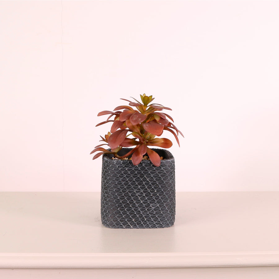 Succulent 035 Arrangement