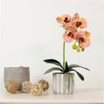 Phalaenopsis Arrangement