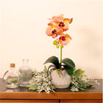 Phalaenopsis Arrangement
