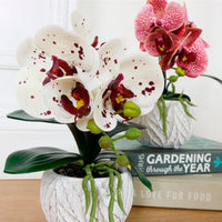 Mini Phalaenopsis Arrangement
