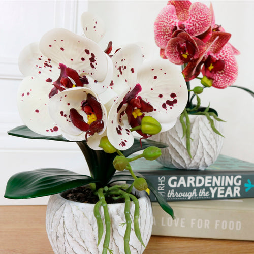 Mini Phalaenopsis Arrangement