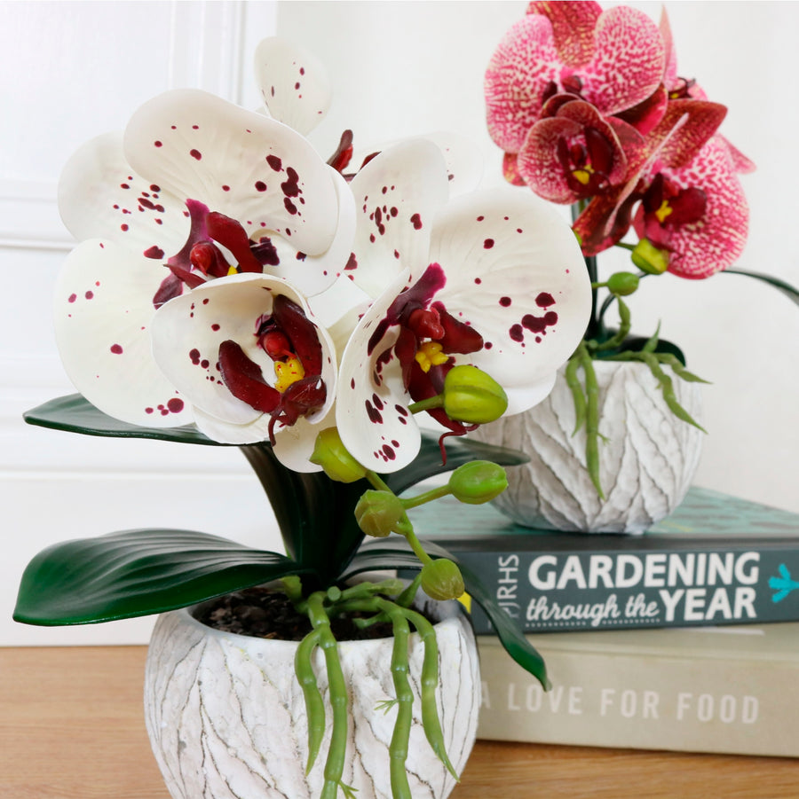 Mini Phalaenopsis Arrangement