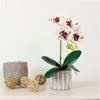 Phalaenopsis Arrangement