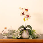 Phalaenopsis Arrangement