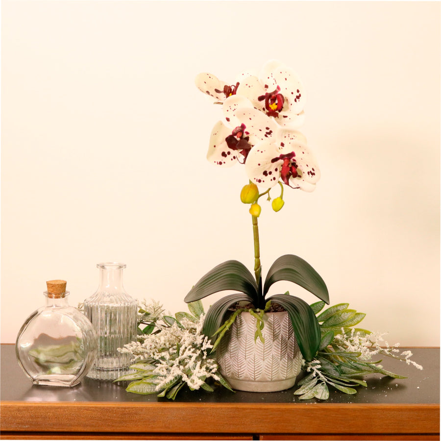 Phalaenopsis Arrangement