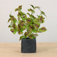 Potted Coleus Copinto Arrangement